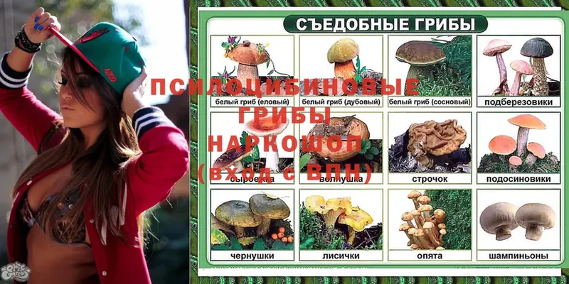 закладки  Петровск  Галлюциногенные грибы Psilocybine cubensis 